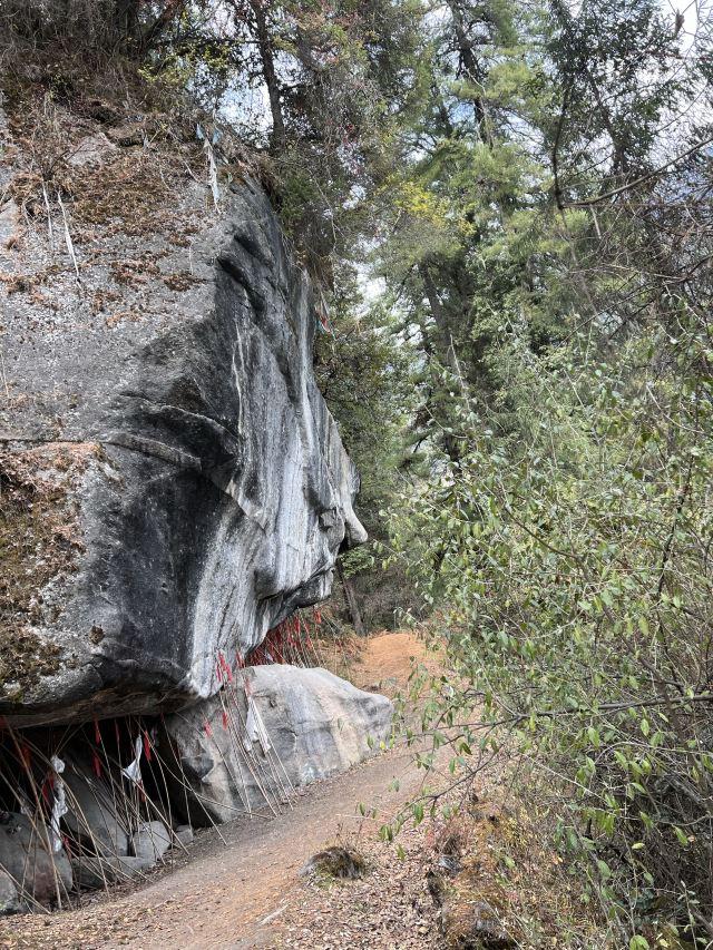 《荒野猎人》同款森林？波密杉林不输加拿大，为何国人很少知道！