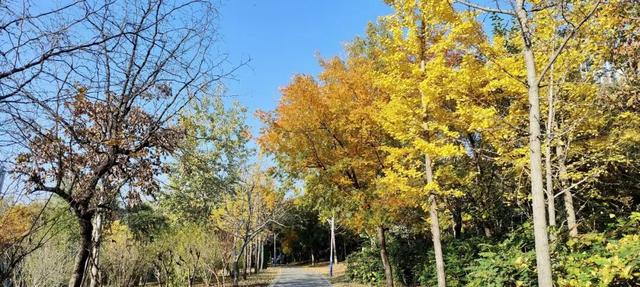 寻美薛城丨金色之约！森林公园银杏黄了！