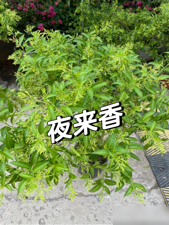 阴花不能进阳宅！这5种花“打死”也不养，家里若有？快挪走！