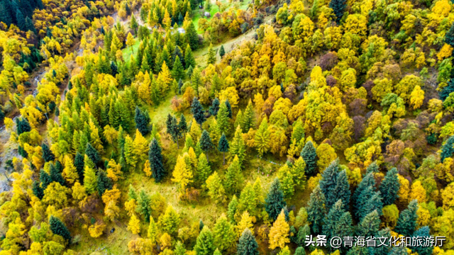 双节假期寻秋记：互助北龙山——藏在互助的“调色盘”，每一步都是诗意