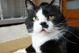 流浪猫连续6个月上门求收养，被赶也不走，猫：我能加入你们吗？图片