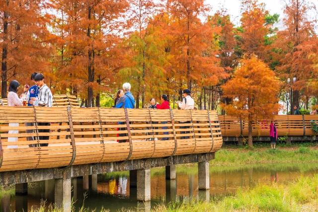 莲花山落羽杉，红了！
