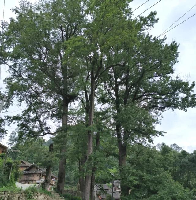 乡游黔中 · 都匀市 奉合村丨水书秘卷映端节，拦门酒香醉古寨