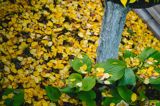初冬限定之美——兴庆宫里的一步一景