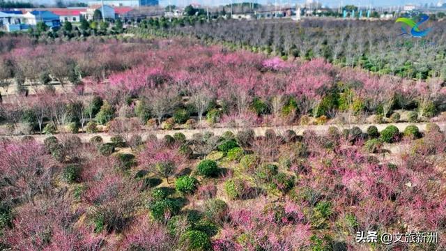 新洲梅花抢先打卡！抓住冬日第一抹绽放的色彩