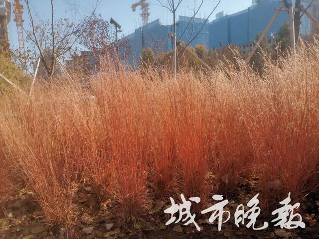 打卡！长春百草园新变化！