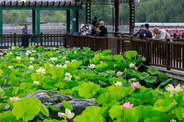 发现丰台之美 | 再会啦，丰台的盛夏