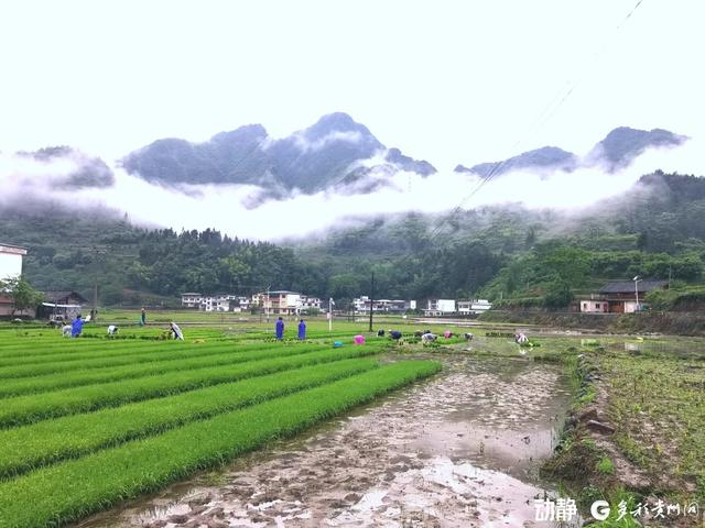 茶寨贡米：梵净山下的自然馈赠
