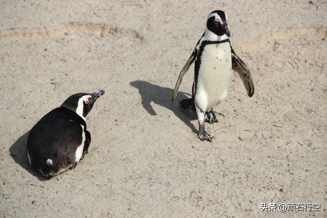 南部非洲：南非开普敦企鹅岛