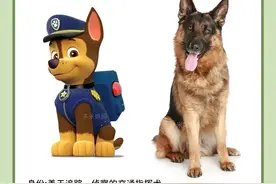 汪汪队里的狗狗都是什么品种的狗狗图片