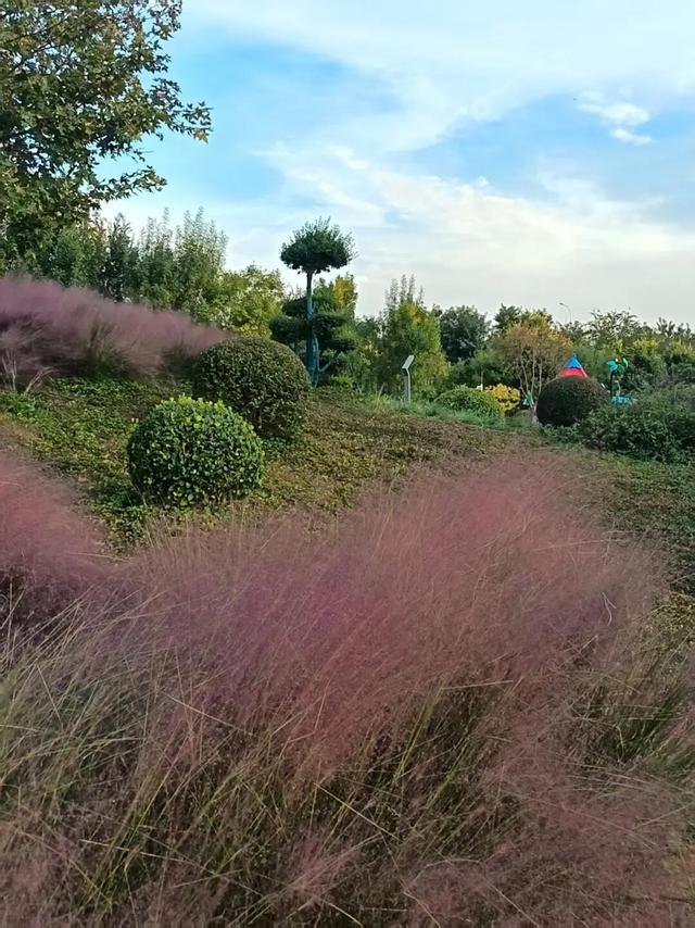 美美Sunday ~赏临港湿地秋景！