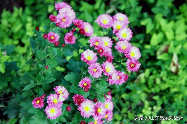 2025年10月22日图片日记(下)