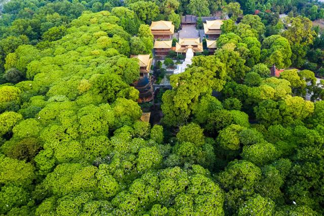 成都1h车程→千年古刹前踩水、捉螃蟹、喂梅花鹿，无门票！