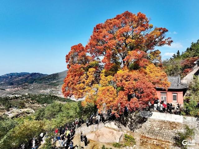 “落叶缓扫”，留住的不只是风景