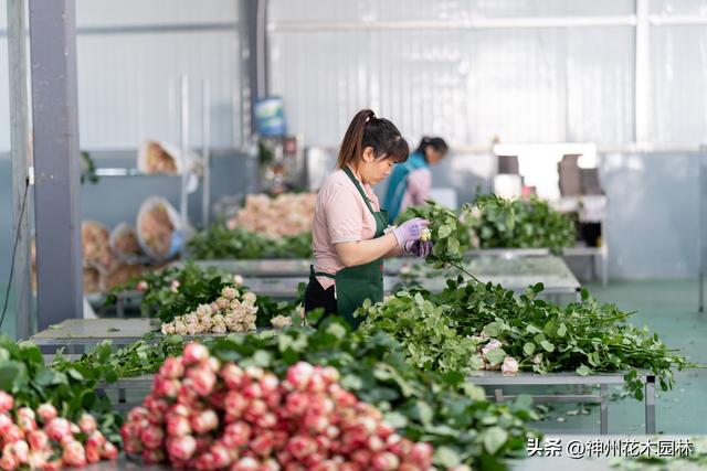 “昆明云上花旅季”晋宁玫瑰文化节展现“高原花都”产业卓越成就