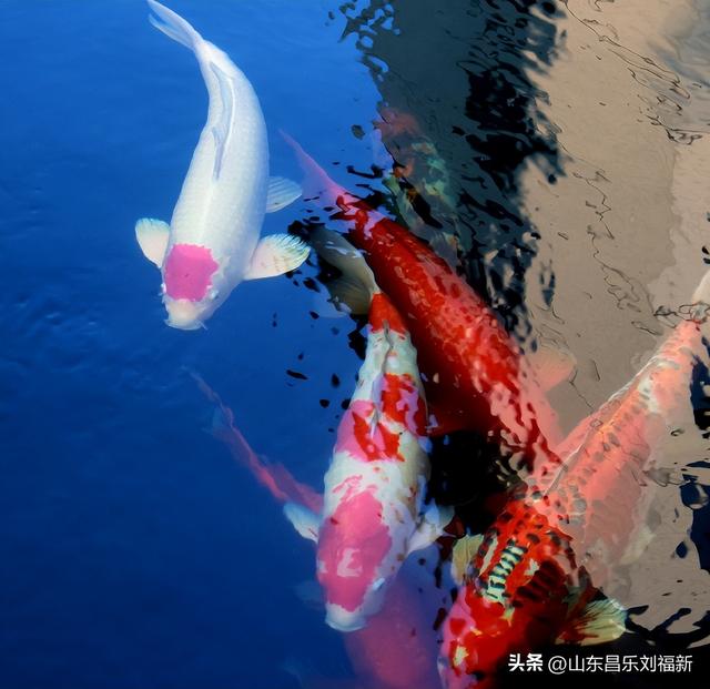 昌盛花园二期西区的冬景(下)