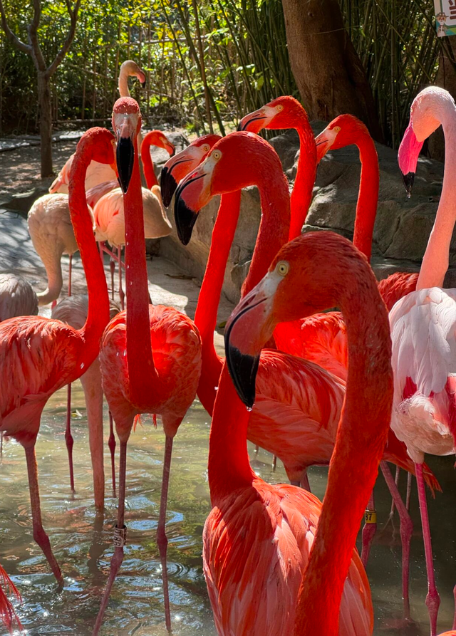 山东有自己的“疯狂动物城”！