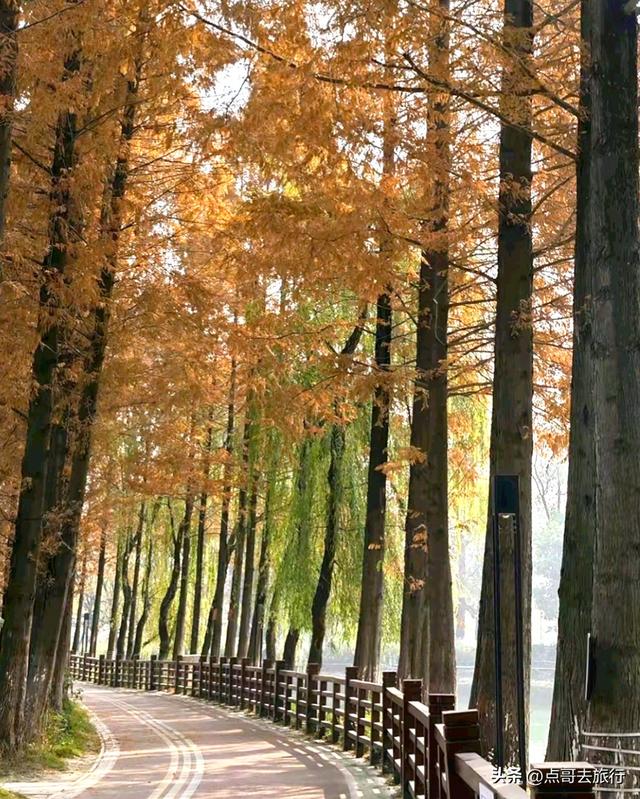 免费！成都府河上的水杉红惊艳来袭，地铁公交车直达！