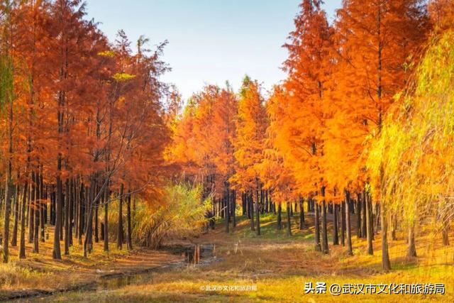 武汉这片杉树林，喀纳斯啊你！