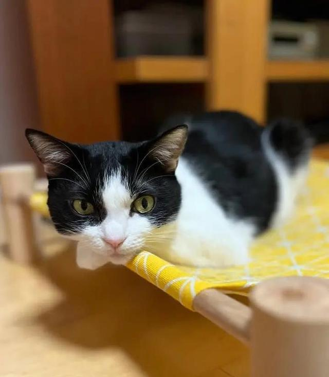 猫咪每天盯着你干啥？三件事让它心动[你猜中几件？