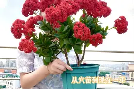 广东小姐姐太厉害！将长寿花养成了树，打造成了超美“棒棒糖”图片