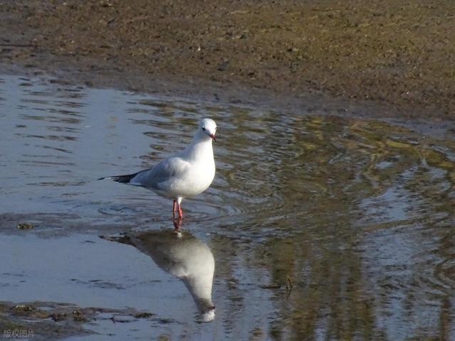 这么近 那么美 游河北：滦南县，北方水城藏着非遗皮影和舌尖震撼！