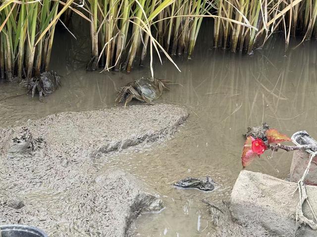 太平街道“稻里”景区河蟹丰收节即将启幕！品蟹赏景，乐享金秋好时光