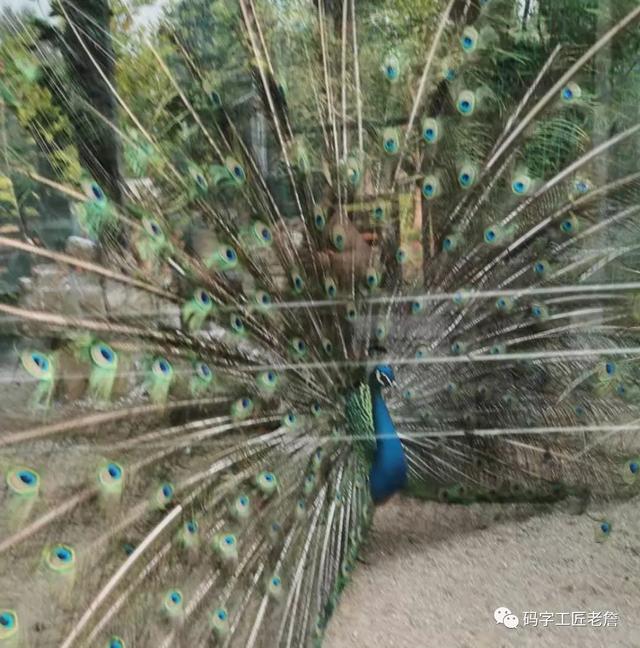 盛夏,我和杨乔在北戴河