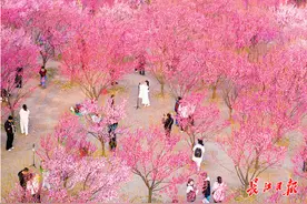 武汉，梅花之城图片