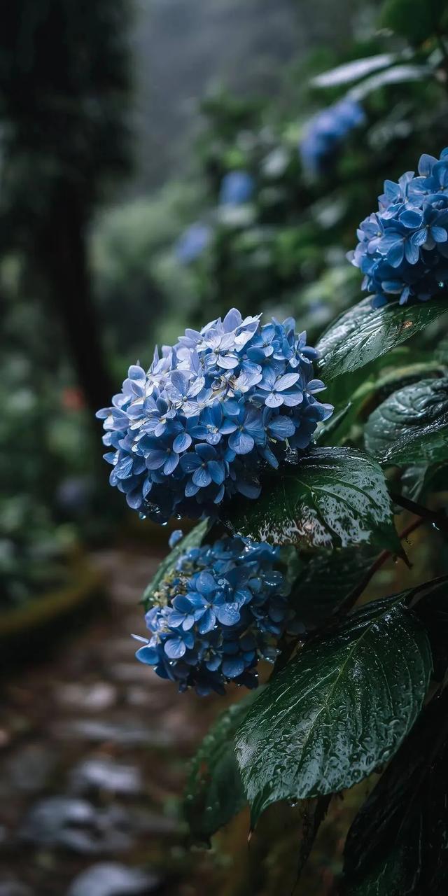 雨中绣球花道，这景色太治愈啦