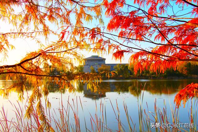 河南淮滨：落羽杉红了，美女们来啦！