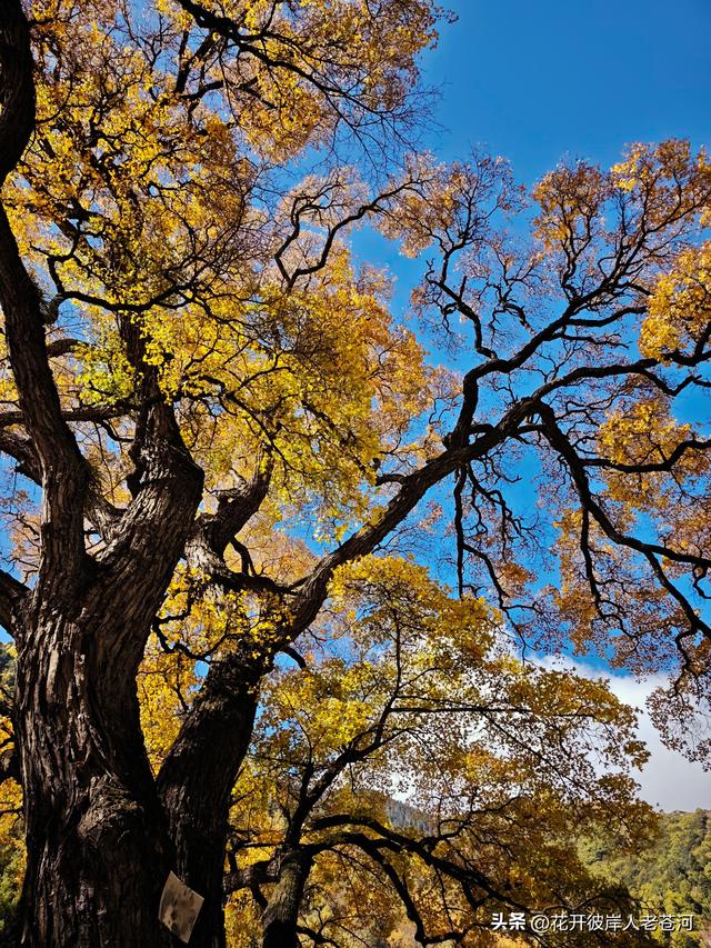 米亚罗彩林季，观赏一日游！