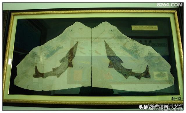 山东行游影记（30）—平邑天宇自然博物馆（五）
