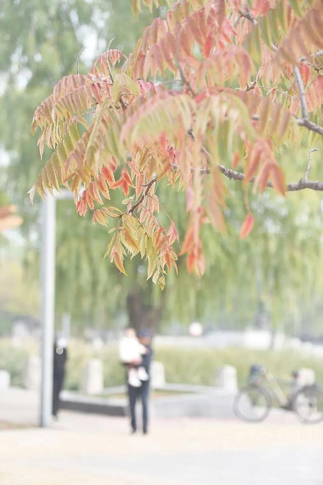 瞰盘锦｜盘锦之秋系列报道——秋染盘山，一眼心动