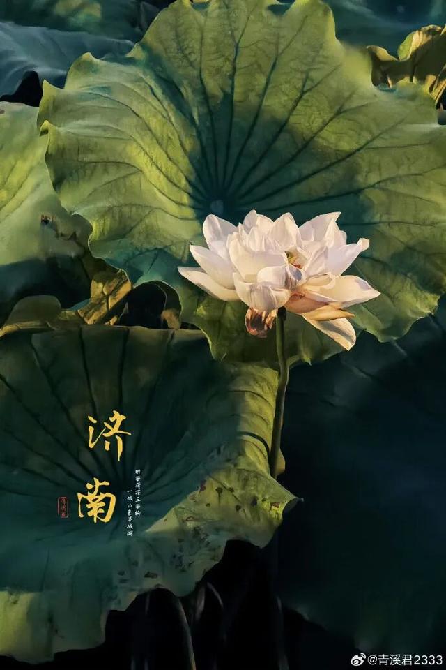 2025四季巡礼！100位寻美客邀你共绘最美泉城图鉴