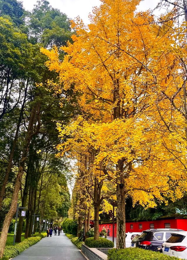 好看!好拍!郫都银杏打卡攻略→