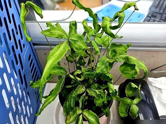 “阴花不能进阳宅”、家里若有这5种花，请赶紧“搬出去”！