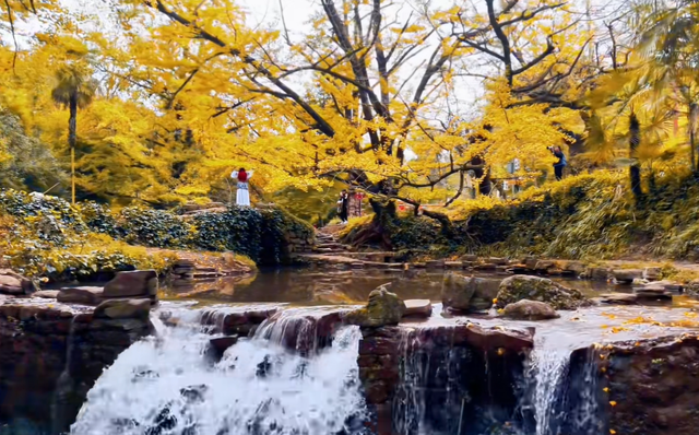 比银杏村静谧！贵州低调千年古村，被誉为“世界银杏之乡”