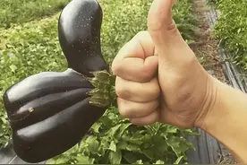 开怀大笑，52组搞笑动图，这茄子真会长啊，给老铁们点个赞图片