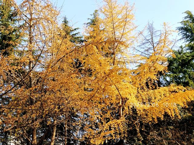 行走在月湖公园