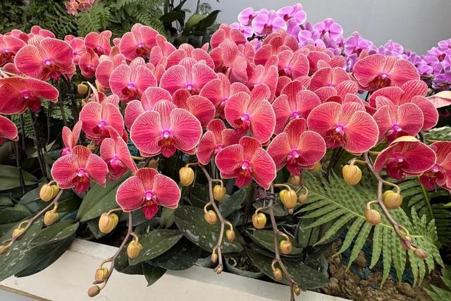 来逛超大冬日花果游园会，2026北京兰花文化嘉年华在昌平开幕 | 动态