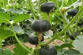 南瓜、丝瓜、苦瓜、黄瓜、冬瓜，怎么打叉？哪些要打顶？哪些不用图片