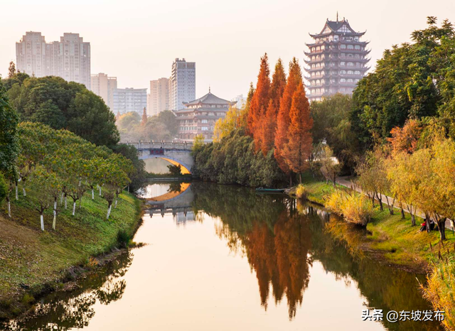 红了红了！东坡水杉出片率100%