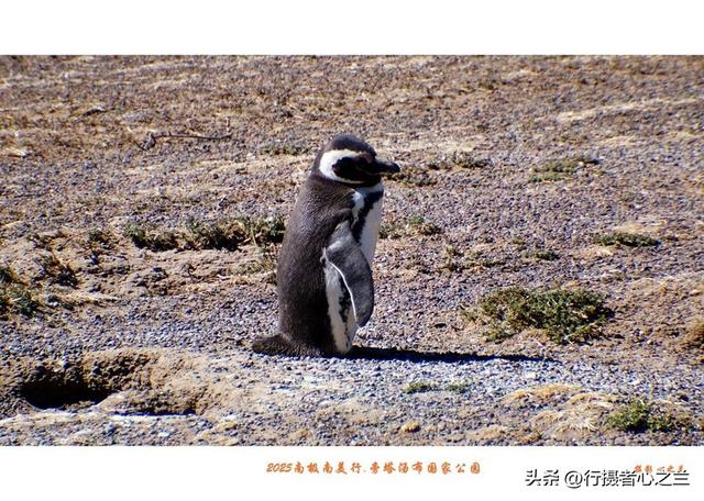 南极南美三国行游影记（76）—阿根廷旁塔汤布国家公园（三）