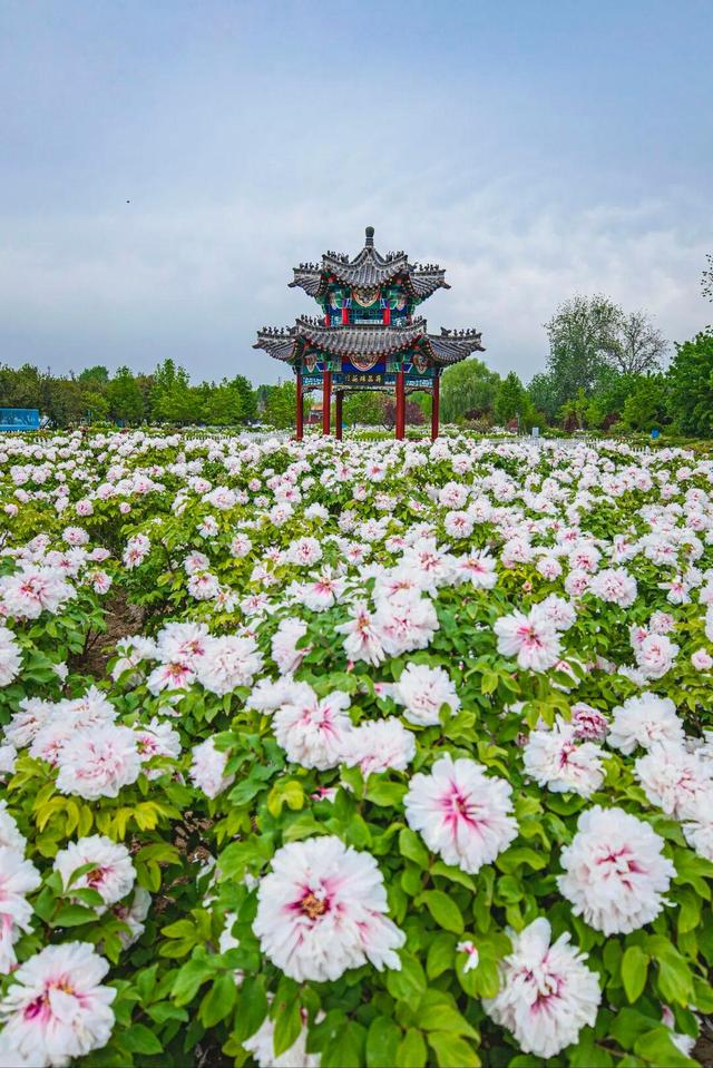 4月中下旬最后的花期，这6个地方还能赶上春天的尾巴