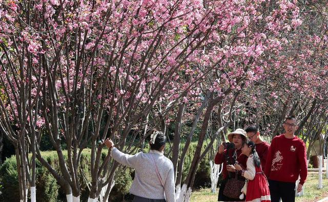 昆明动物园开启 “圆通樱潮”赏花季