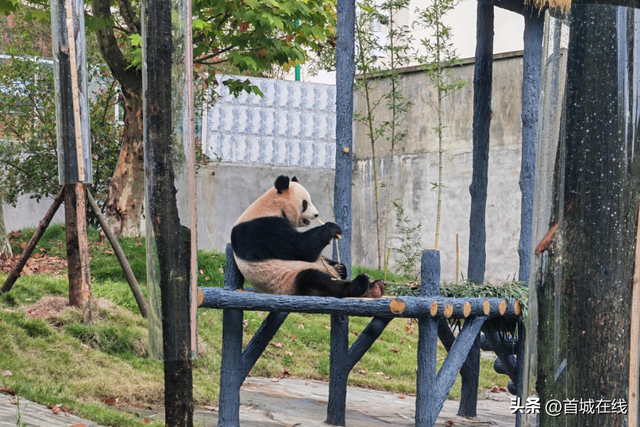 4只大熊猫入住蜀南竹海！预计今年“十一”国庆假期正式对外开放