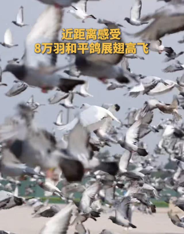 阅兵放飞信鸽翻车现场：不少鸽子“越狱”，原因曝光让养鸽人泪崩