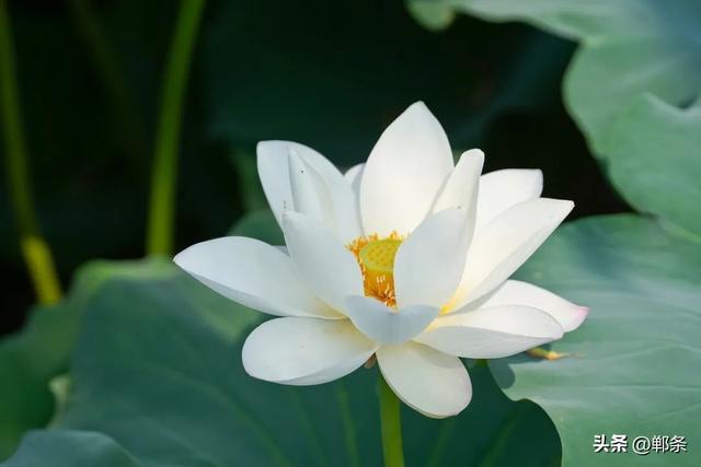 邯郸冀南新区：夏日顶流上线！