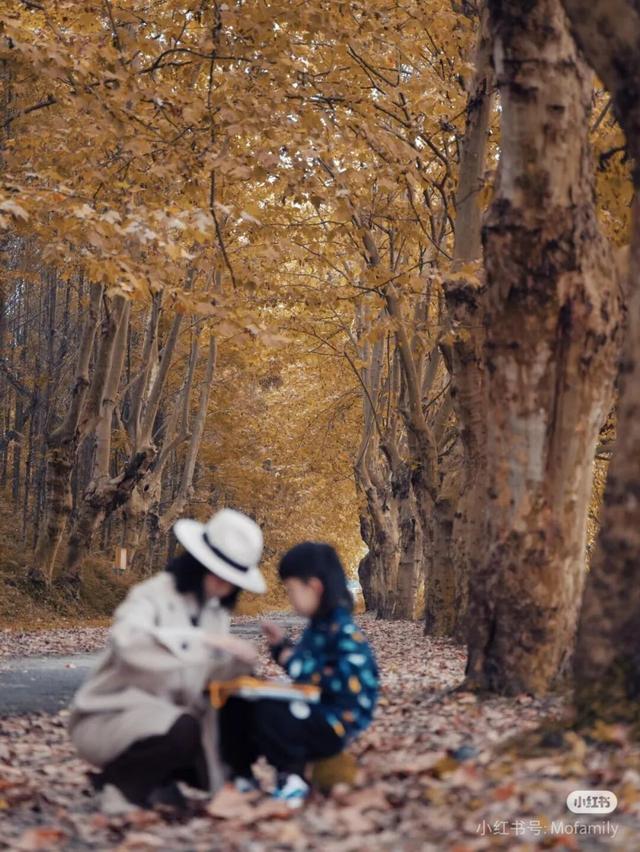 黄了！彩了！1h刹拢成都最近赏秋地，徒步拿奖牌、邂逅古寺银杏！老街美食好吃惨！